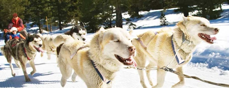 Come experience the winter wonderland of Jackson Hole, Wyoming by dog sled!