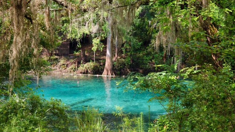 The park is home to a variety of flora and fauna, and also features a spring-fed swimming pool. Fanning Springs State Park is a state park located in Fanning Springs, Florida.