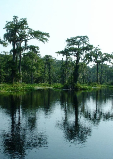 Wakulla Springs is a state park in Crawfordville, Florida that features a natural freshwater spring.